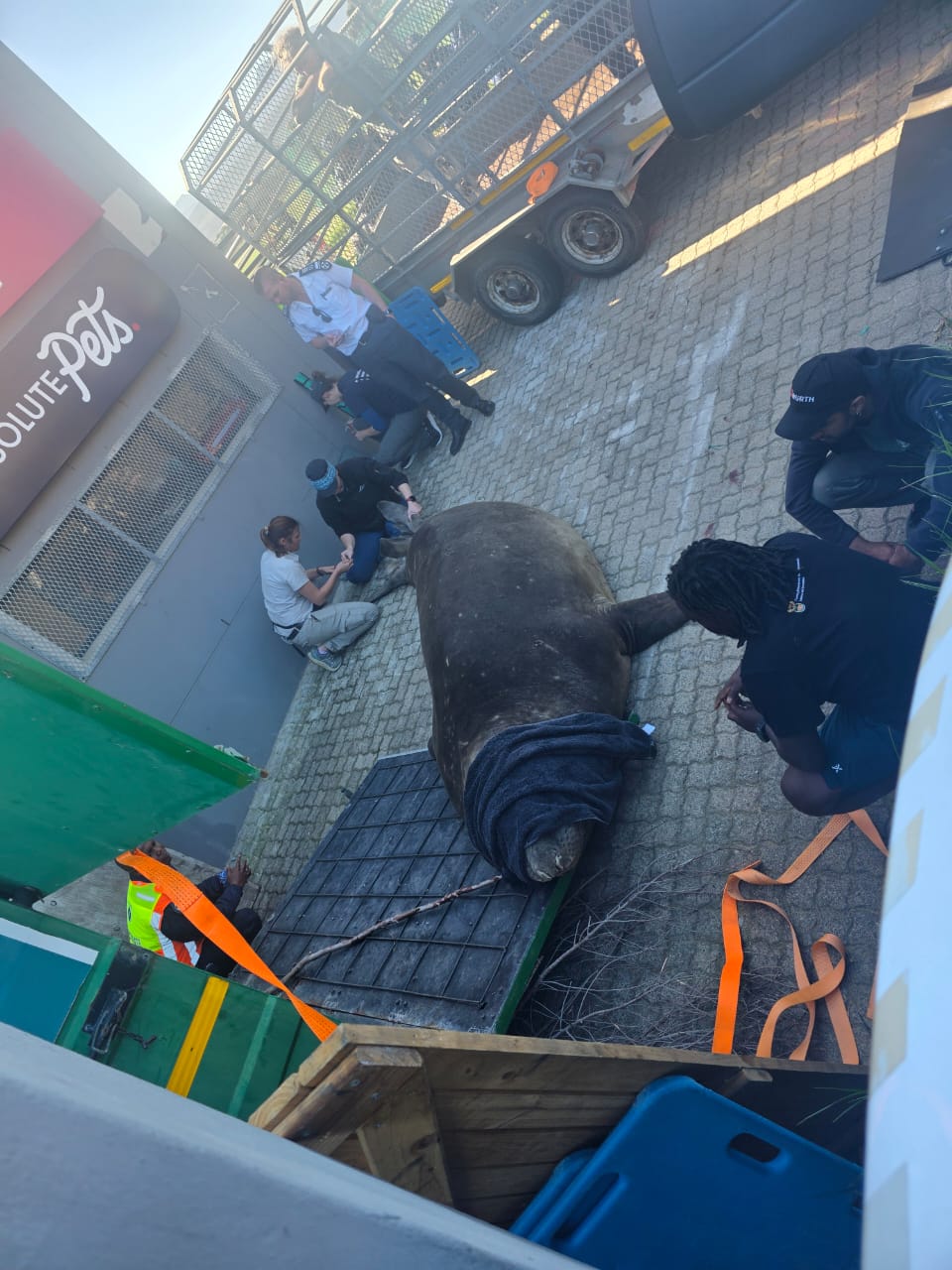 The elephant seal has been sedated and will be loaded onto a trailer.