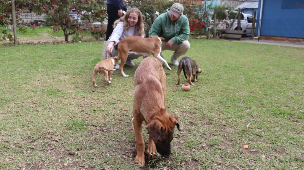 Cayla Kriel and Reinhardt du Plessis interact with dogs at HART's adoption day while considering which pet to adopt.