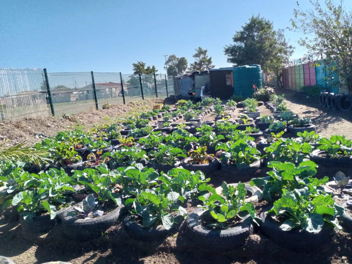 Titus-tuin in volle bloei voor die brand, met die wendyhuis en Jojo-tenk wat later deur vlamme verwoes is.
