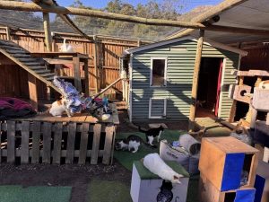 From pearly whites to purring delights: Gordon’s Bay dental hygienist provides sanctuary for rescued feline friends