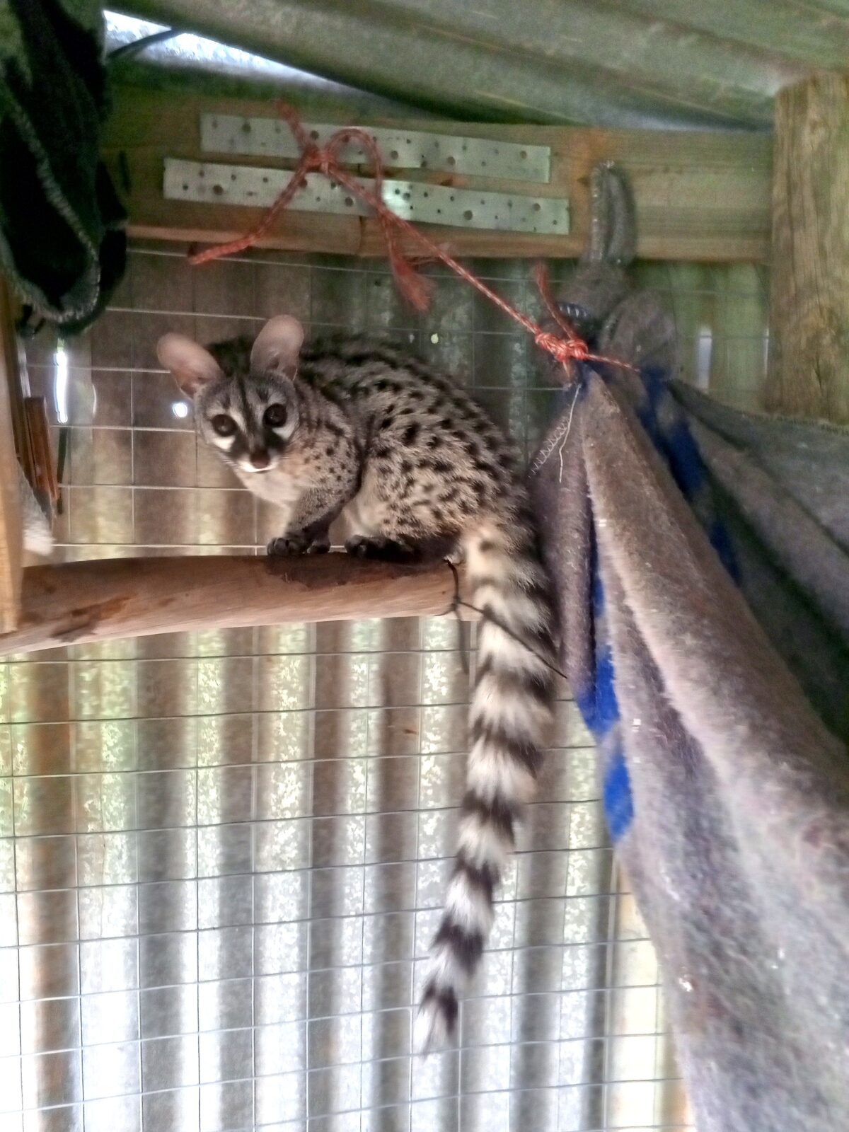 Rescue success: Genets return to wild at Vergelegen estate