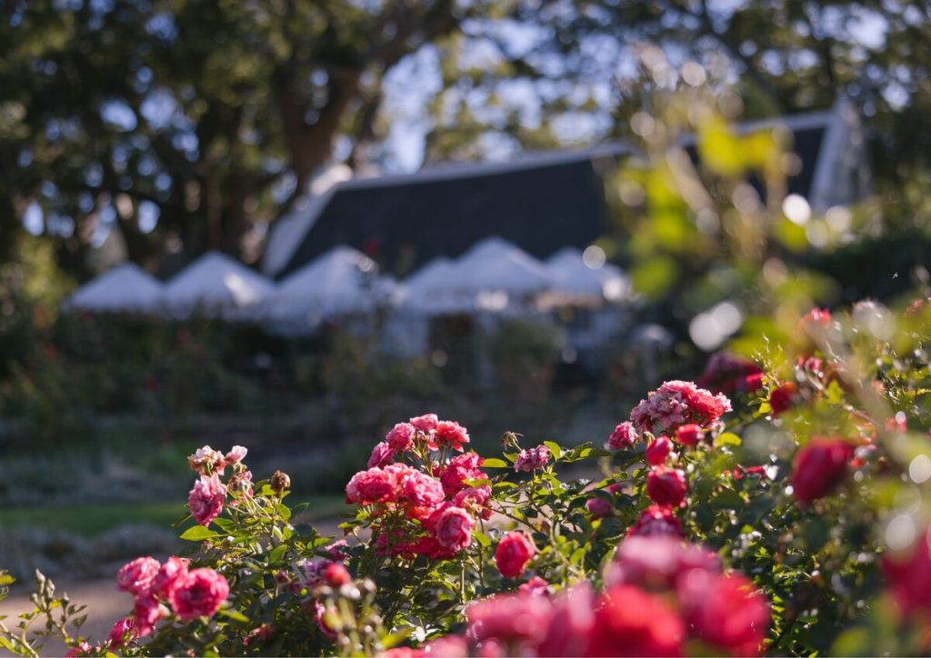 The current image has no alternative text. The file name is: Vergelegenrosegarden_84723.jpg