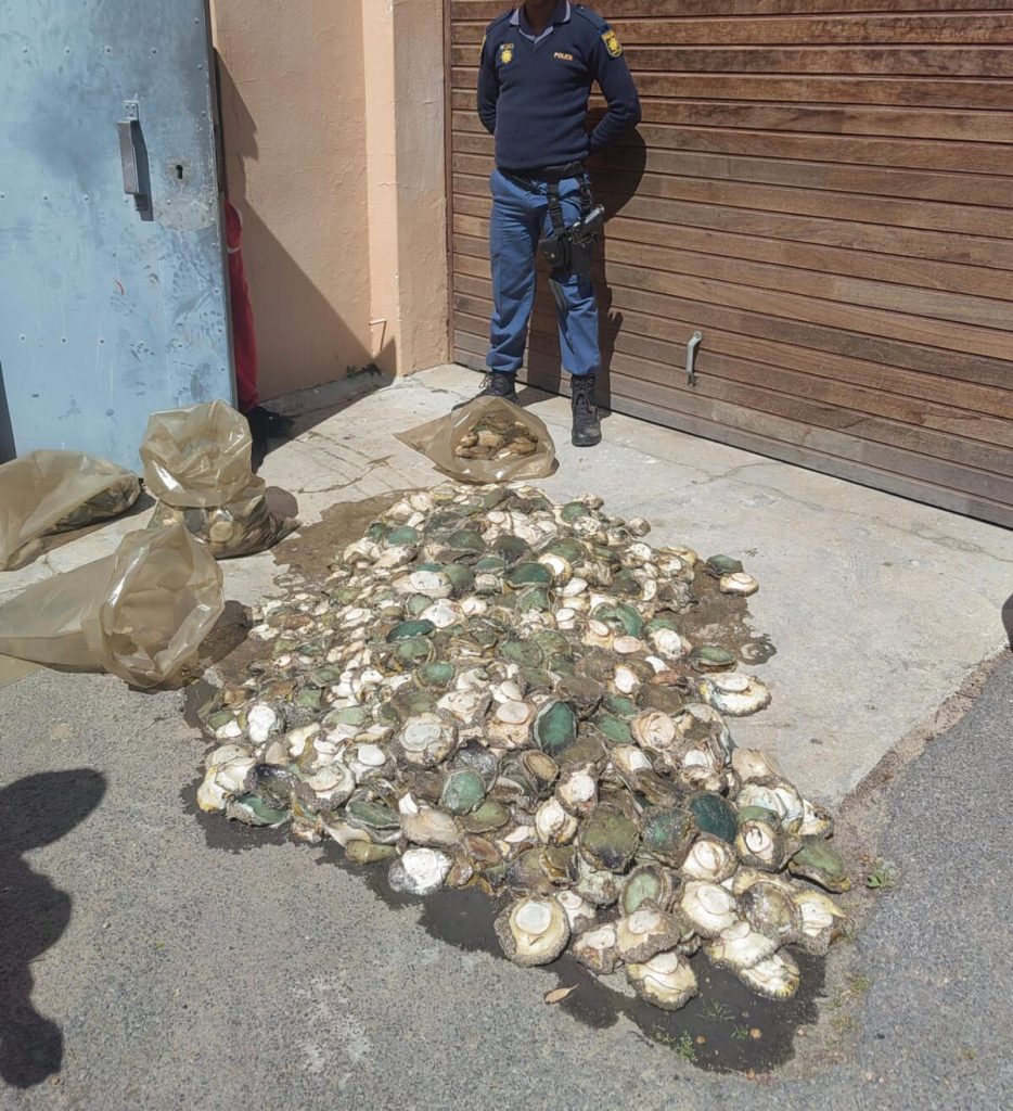 Gordon's Bay police display 1 091 units of seized abalone after high-speed chase ended in crash.