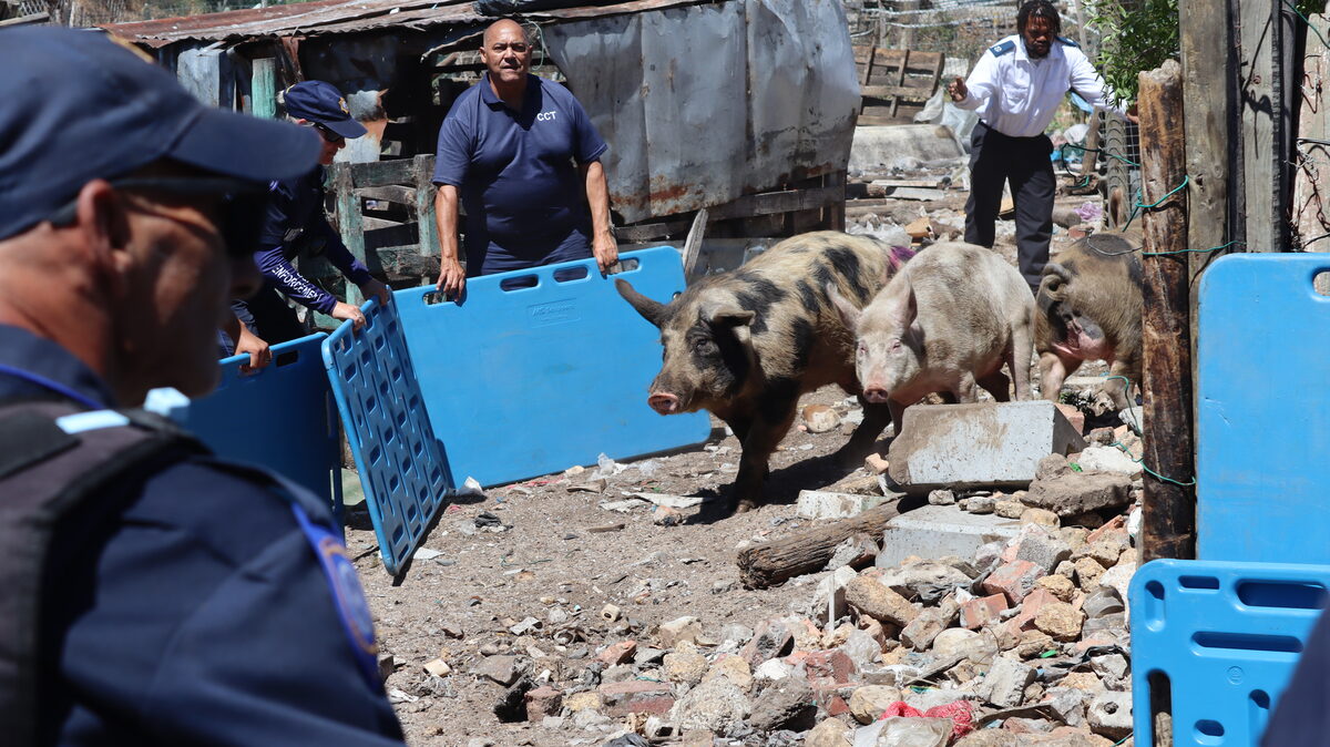 Varkkies probeer desperaat ontsnap terwyl amptenare hulle invang tydens die DBV-operasie.