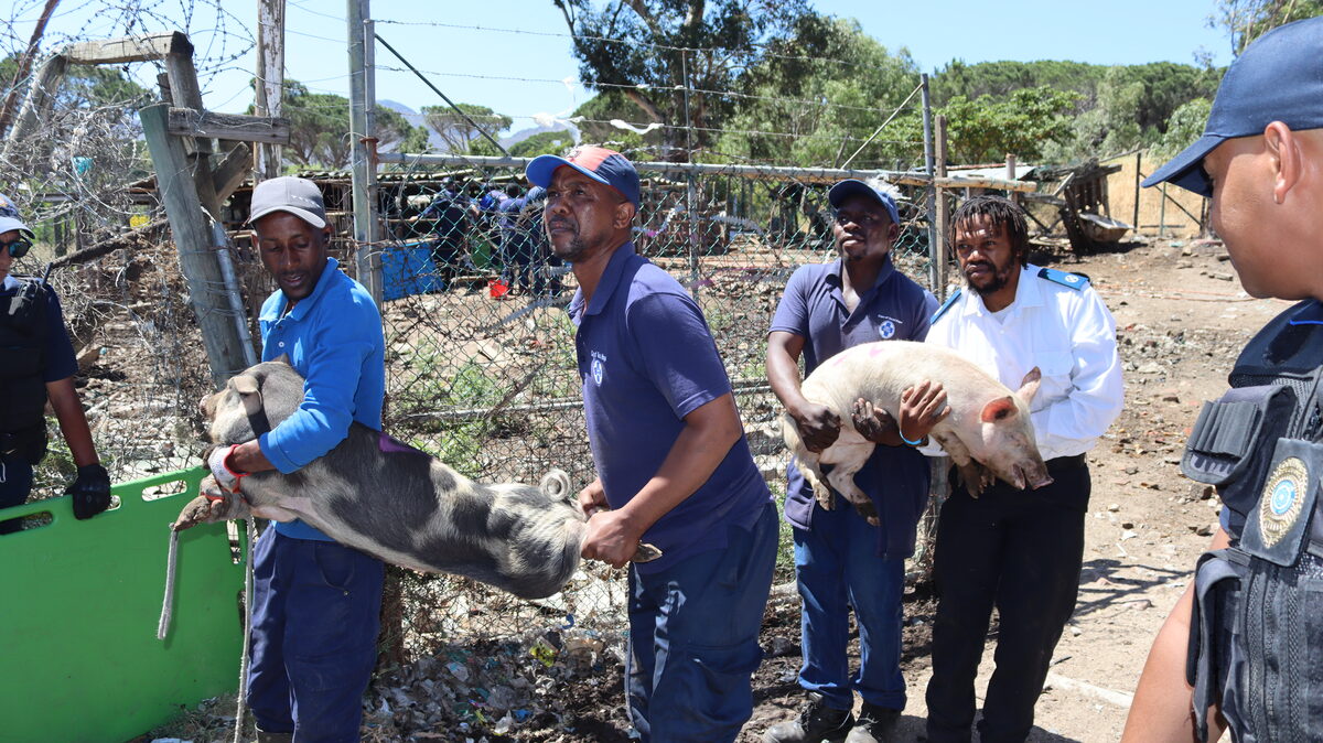 SPCA-amptenare dra varkkies versigtig na veiligheidskratte tydens die konfiskeringsoperasie.
