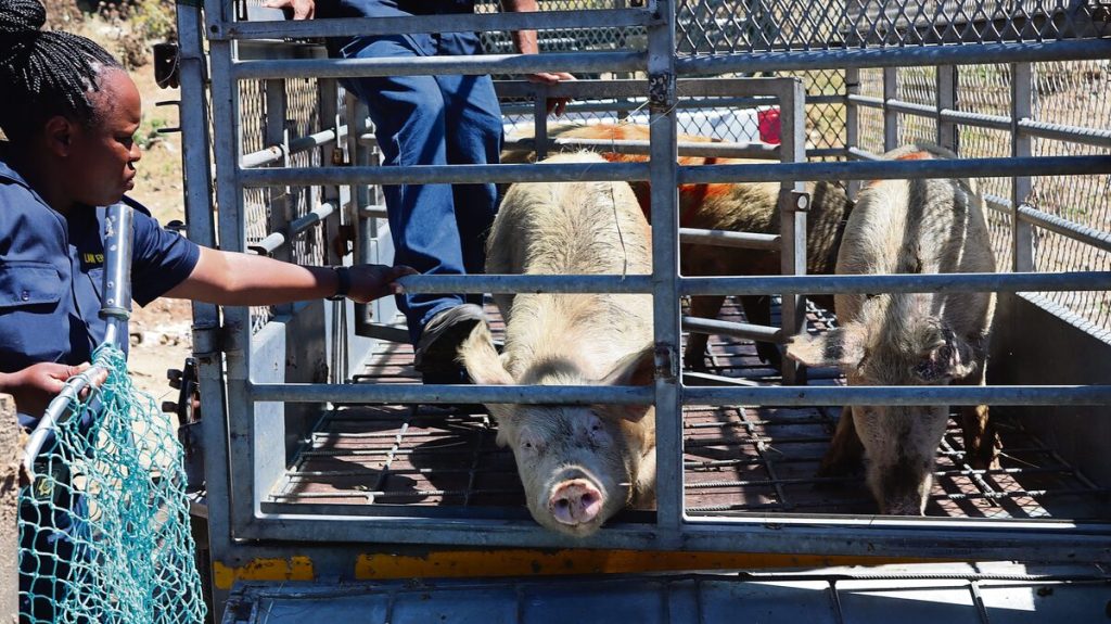 DBV-werkers laai 96 beslagde varke in veiligheidskratte vir vervoer na DBV-fasiliteit