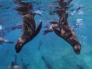 Keep your distance from fur seals