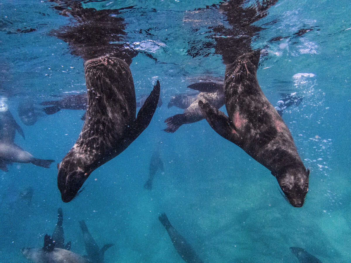 The public is advised to avoid interaction with Cape fur seals this summer.