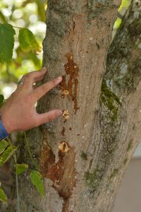 Learn to deal with tree pest