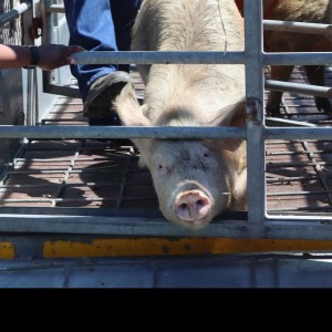 SPCA confiscates 96 pigs in Sir Lowry’s Pass operation