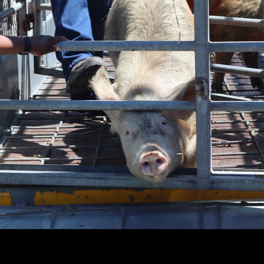 SPCA confiscates 96 pigs in Sir Lowry’s Pass operation