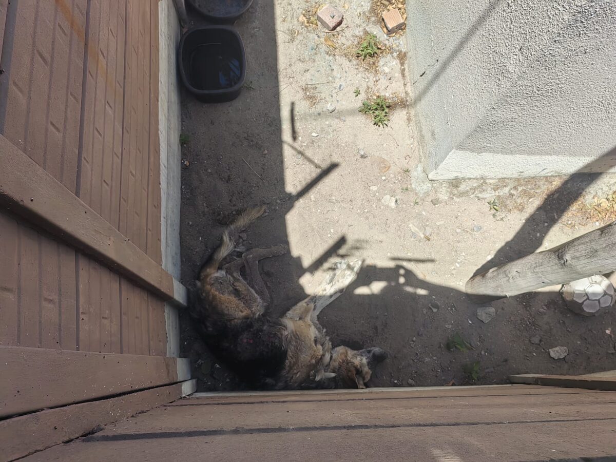 Hond se lyding deur Helderberg-DBV beëindig ná lang getjank