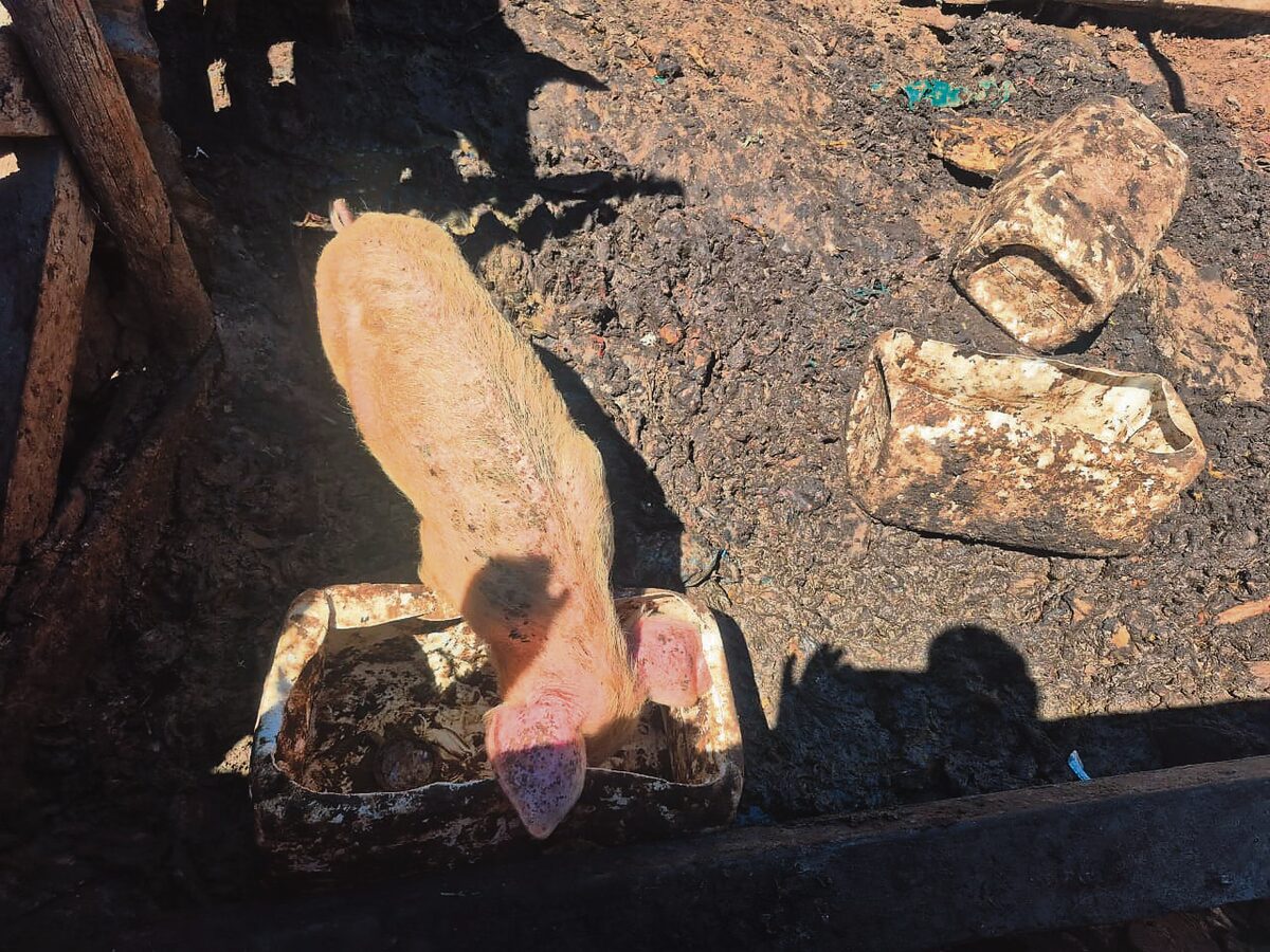 Leë waterbak in die varkhokke wat die SPCA se bewerings oor onvoldoende water ondersteun.