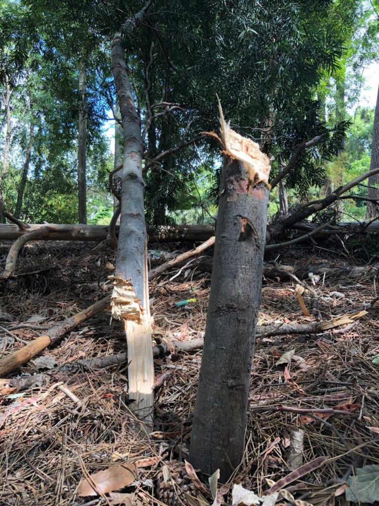 A yellowwood tree chopped down at the Stella Forest in Somerset West.