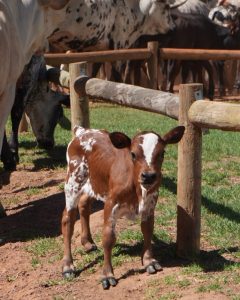 Rare baby boom at Somerset West estate