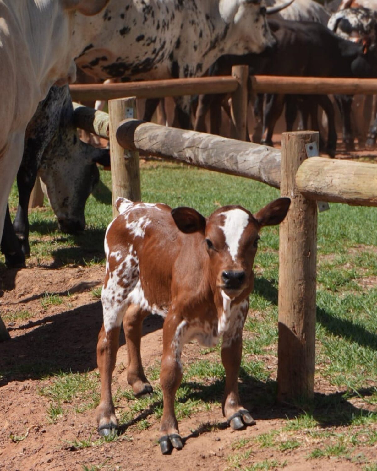 Rare baby boom at Somerset West estate