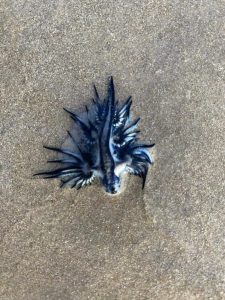 Local beaches brace for Blue Dragon sea slug