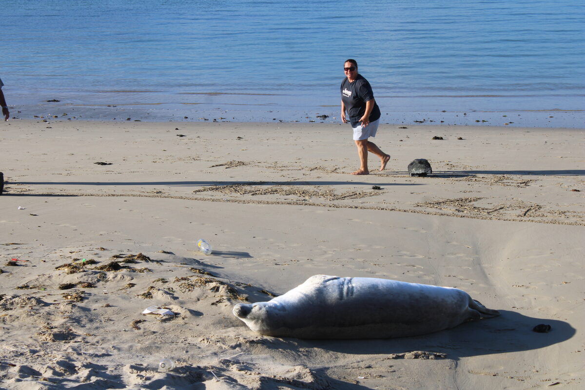 Lisa Starr looks at the majestic seal. Photo: Yaseen Gaffar