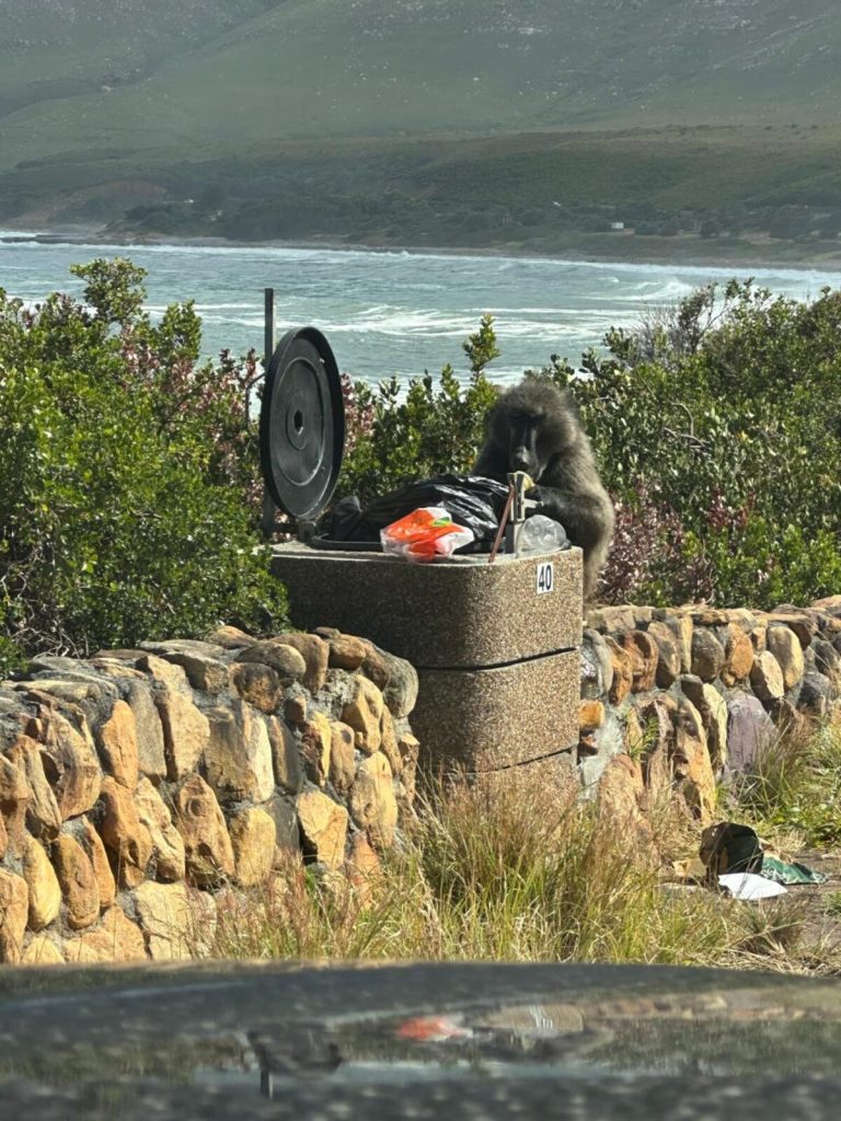 A male baboon from the Rooiels troop raiding an unserviced bin near Sparks Bay.