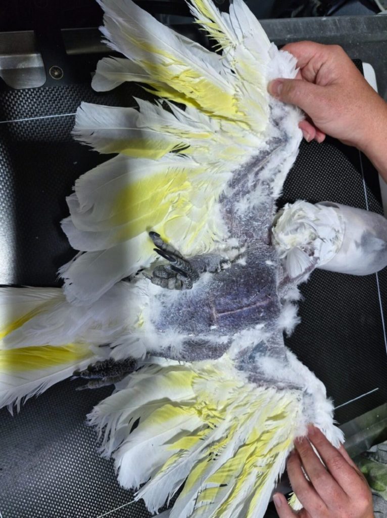 The Umbrella Cockatoo had severe generalised feather loss and damaged feather follicles.