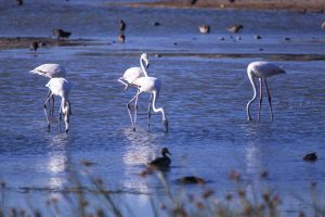 Community activism secures Nature Reserve status for Paardevlei
