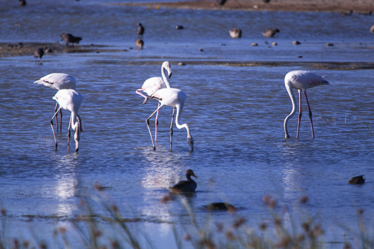 The City's Biodiversity Department is planning to create a permanent pond section at Paardevlei. Photos: Tiffany Schultz