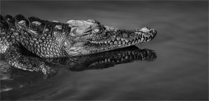 Helderberg Photographic Society picture perfect after 72 years
