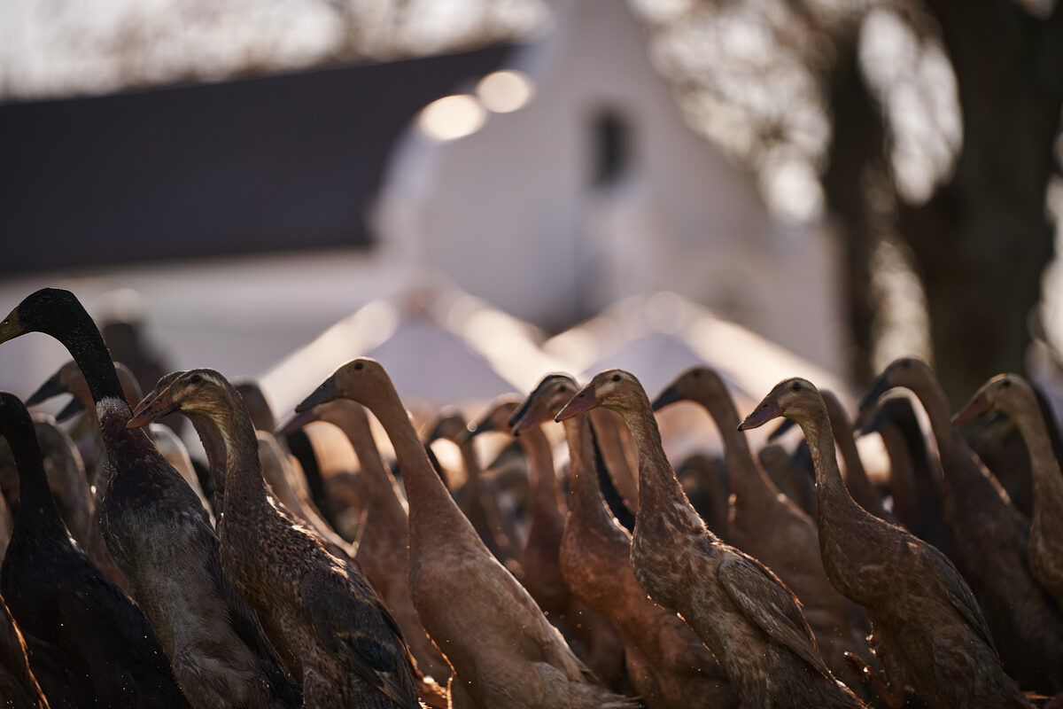 Vergenoegd Löw's famous Indian Runner Ducks are a key part of the estate's integrated, sustainable farming.