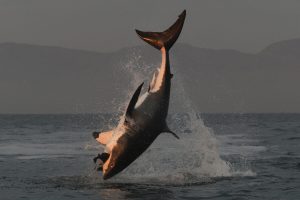 Talk on great white sharks at Helderberg Nature Reserve