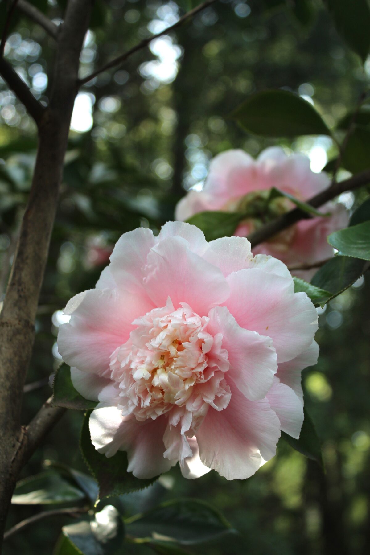 Camellia masterclass at Vergelegen.