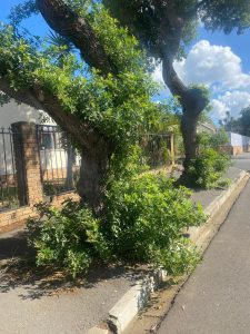 City mumm on ‘neglect’ of trees around Strand CBD