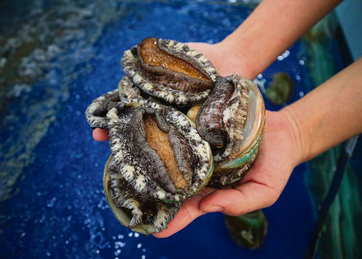 Abalone busts in Western Cape.