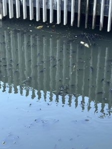 Multi-agency probe into ‘gasping’ carp at Somerset West centre