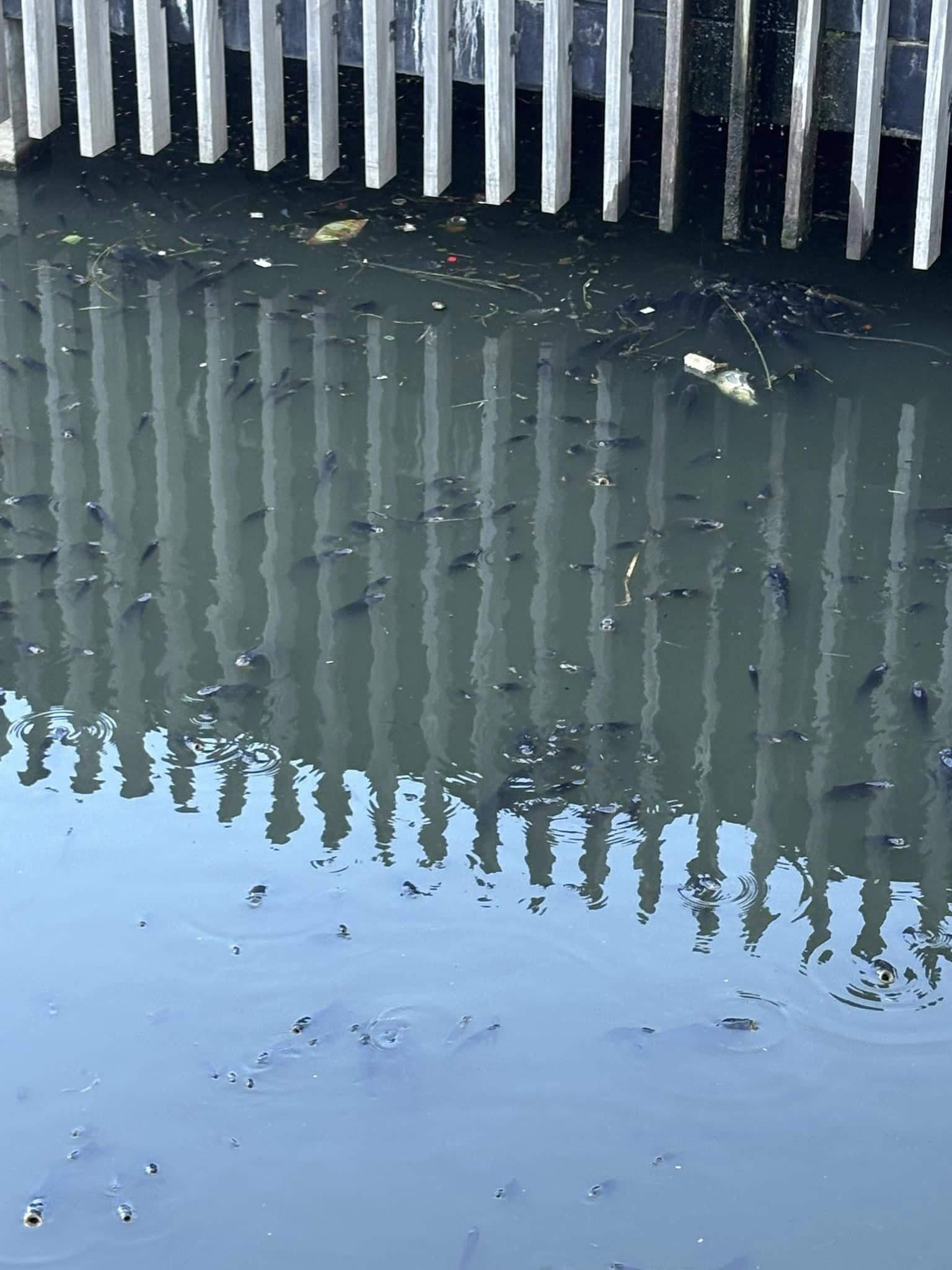 Community concerns over oxygen-depleted water and distressed fish at The Sanctuary shopping centre's dam triggered investigations.