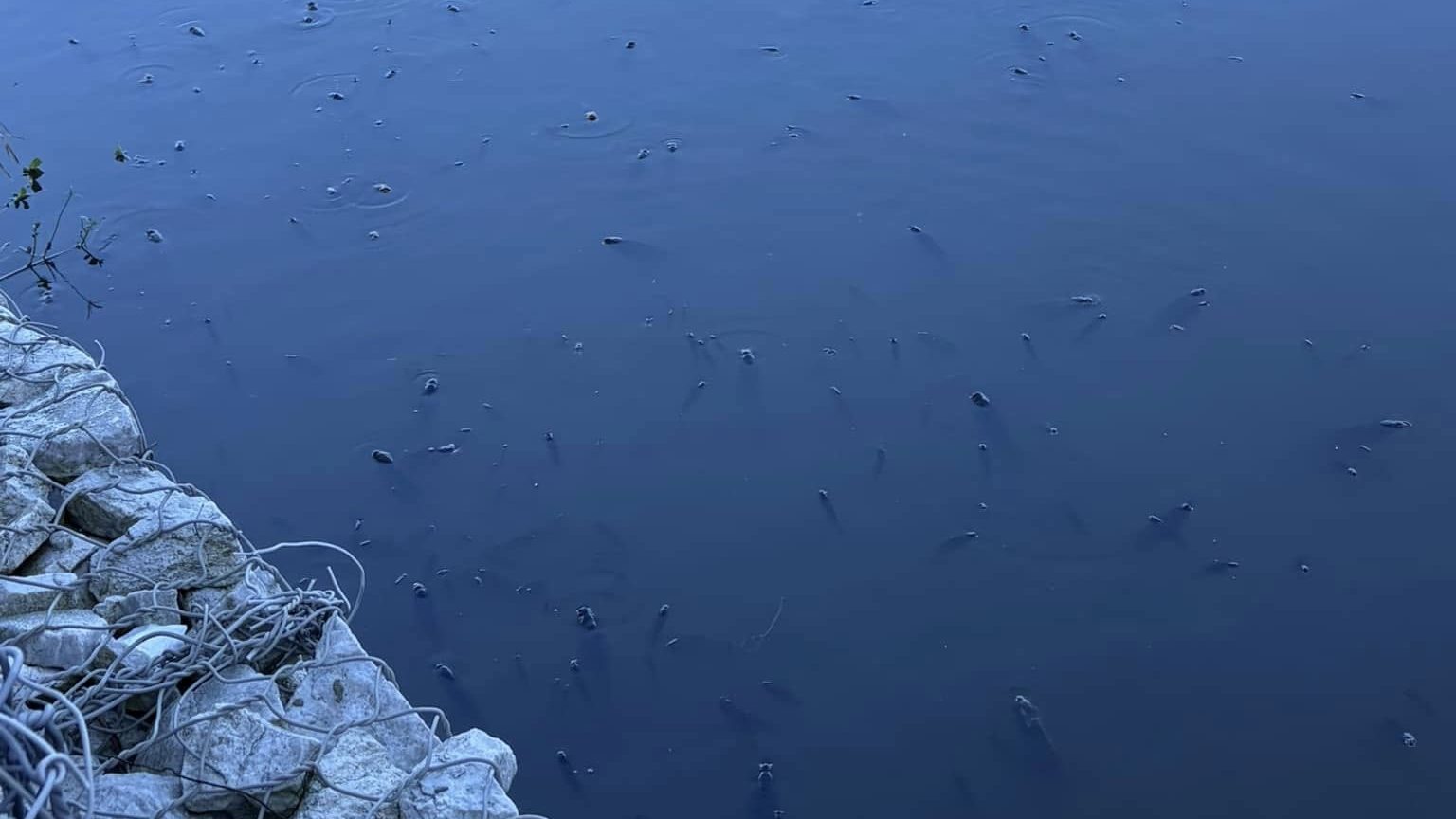 Fish allegedly in distress at The Sanctuary shopping centre dam.