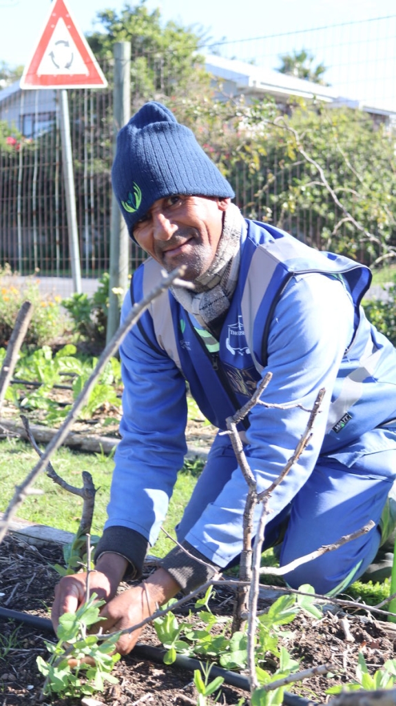 George Maart with hands in soil at Somerset West Village Garden