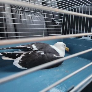 Bird flu cases climbing as authorities issue fresh warning