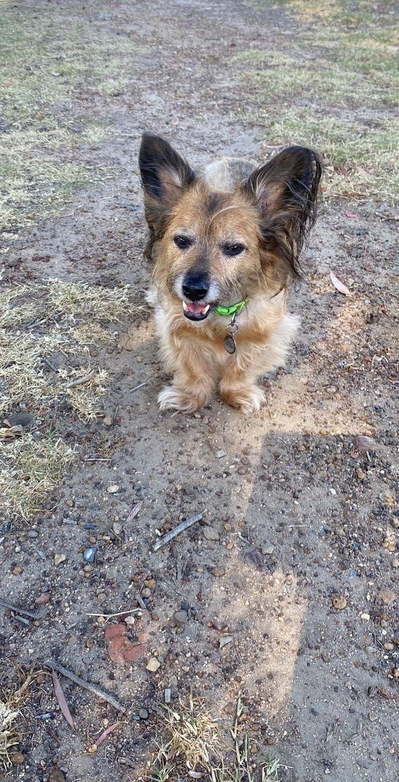 This little 7 kg dog died after being attacked by an pitbull mix in Somerset West.