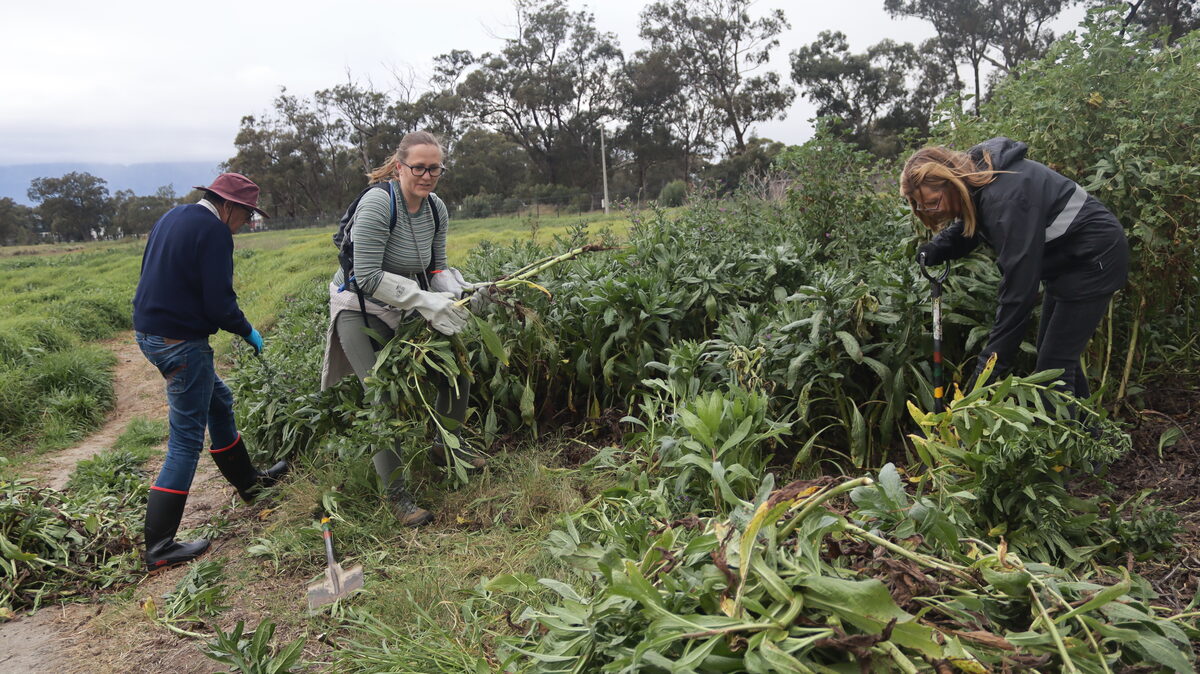 Riel Tredoux, Tiffany and Beth Schultz remove invasive plants at Paardevlei.