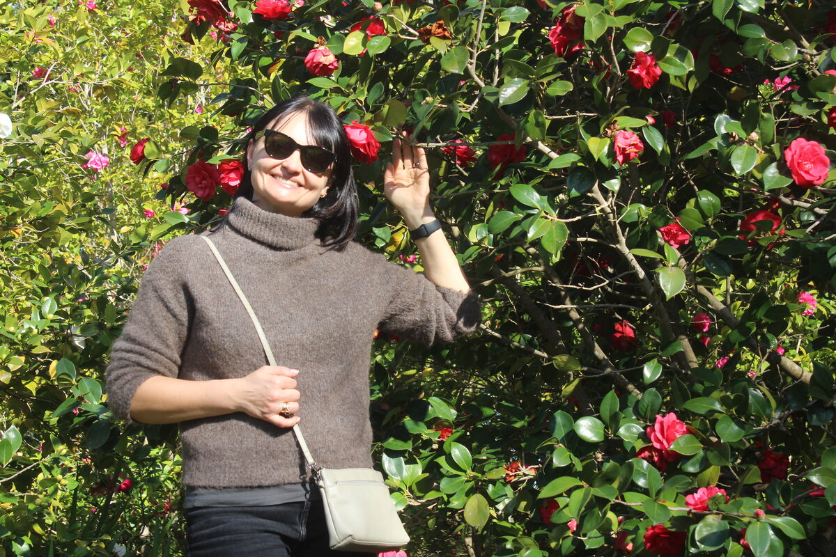 Camellias in bloom at Vergelegen.
