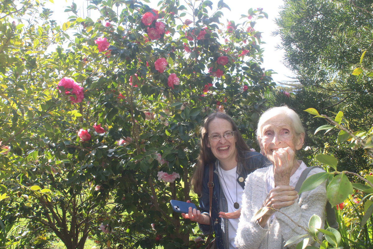 Camellias in bloom at Vergelegen.
