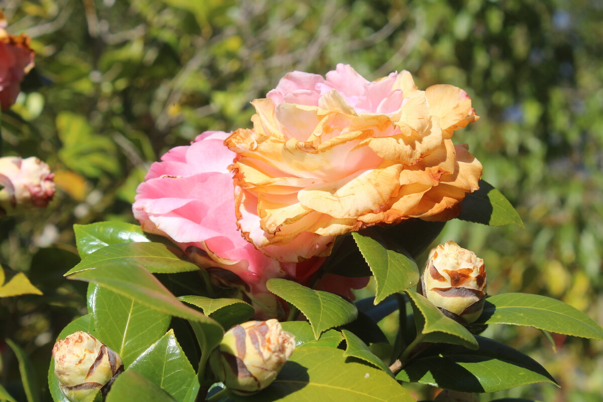 Camellias in bloom at Vergelegen.