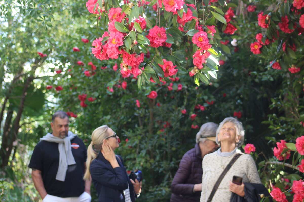 Vergelegen’s camellia garden opens for spectacular bloom