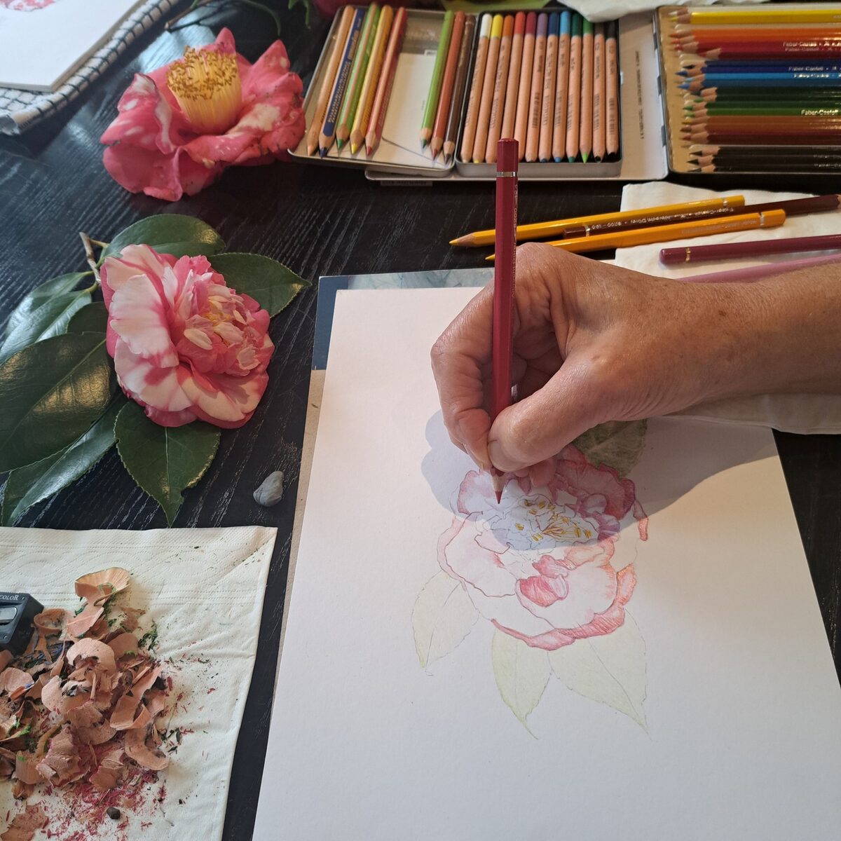 Vergelegen botanical drawing masterclass