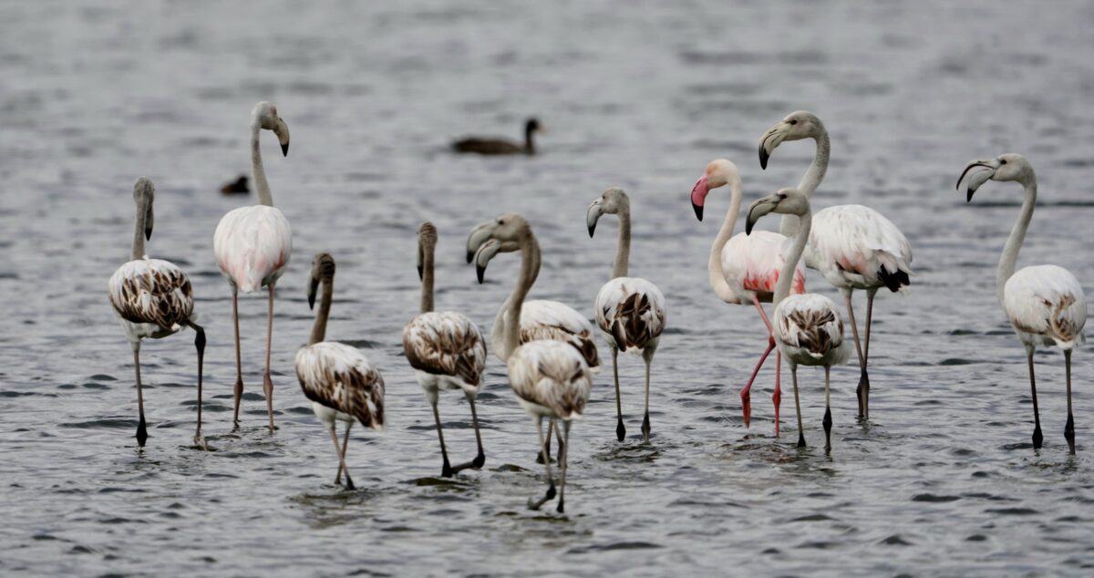flamingos paardevlei dam