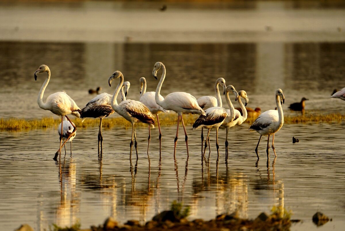 flamingos paardevlei dam