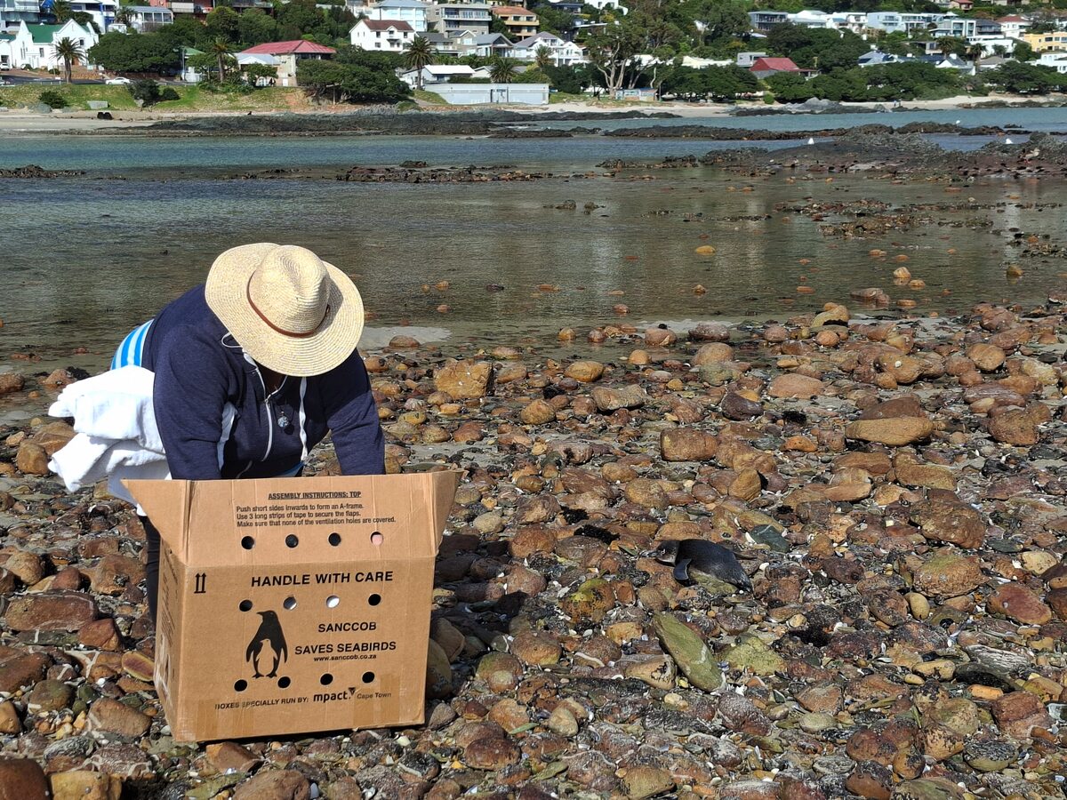 Taryn Flee prepares rescue box for  penguin