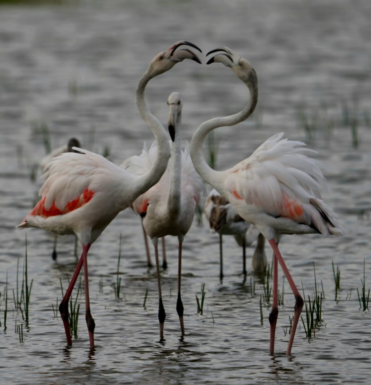 flamingos paardevlei dam