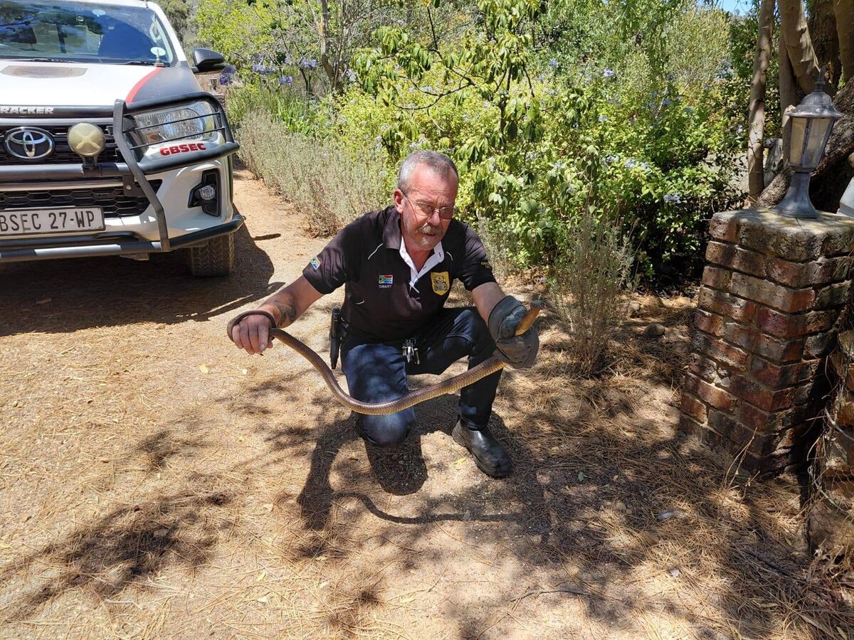 Seasoned snake catcher Blackie Swart urges community members across Somerset West, Strand, Gordon's Bay and Raithby to remain vigilant as temperatures climb.