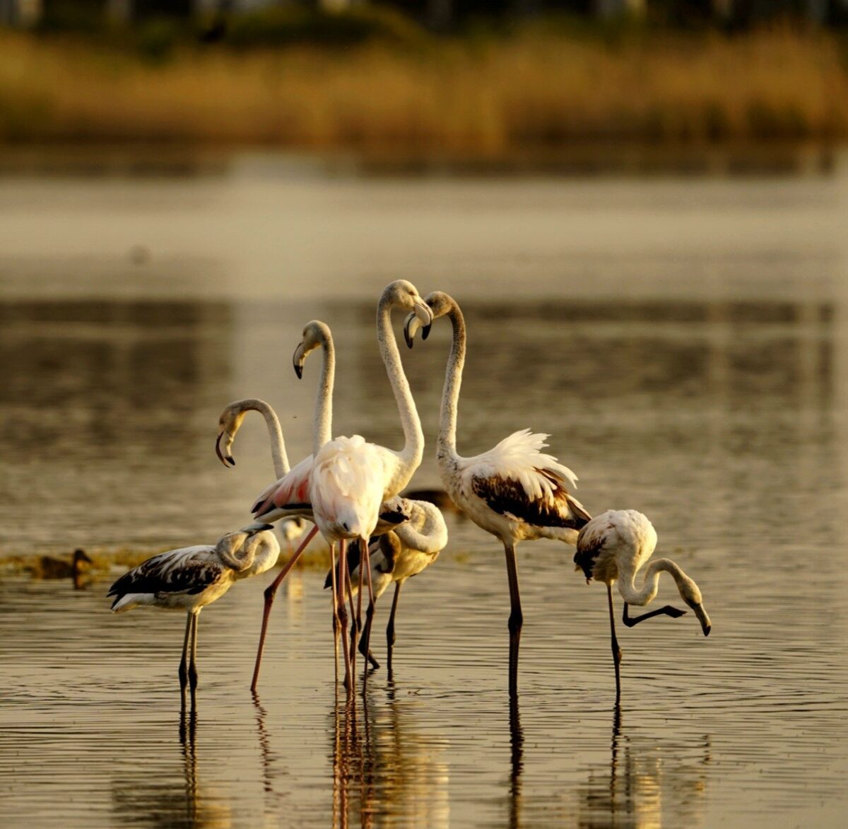 flamingos paardevlei dam